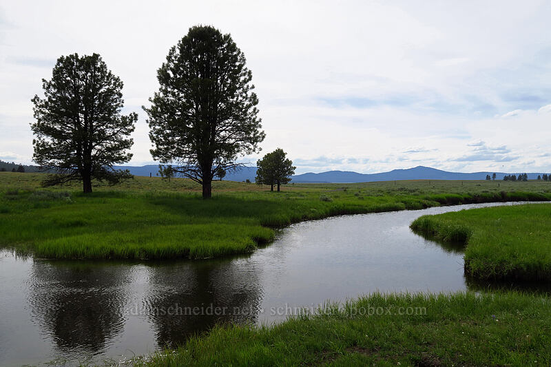 Crooked River & pine trees [Forest Road 30, Big Summit Prairie, Crook County, Oregon]