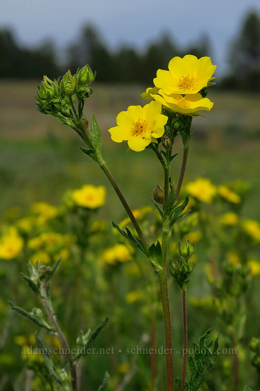 slender cinquefoil (Potentilla gracilis) [Forest Road 30, Big Summit Prairie, Crook County, Oregon]