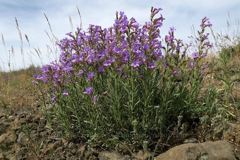 Gairdner's penstemon (Penstemon gairdneri var. gairdneri) [Forest Road 30, Big Summit Prairie, Crook County, Oregon]