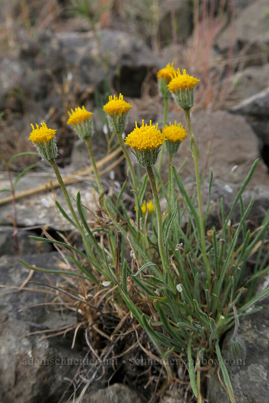 scabland fleabane (Erigeron bloomeri var. bloomeri) [Forest Road 30, Big Summit Prairie, Crook County, Oregon]