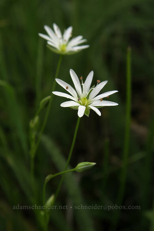 long-stalk starwort (Stellaria longipes) [Forest Road 30, Big Summit Prairie, Crook County, Oregon]