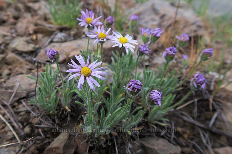 cushion fleabane (Erigeron poliospermus) [Forest Road 3010, Big Summit Prairie, Crook County, Oregon]