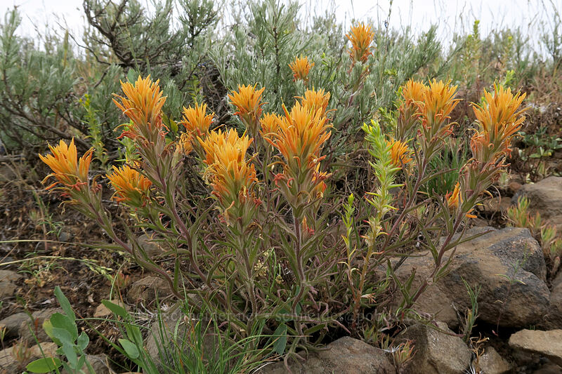 orange acute paintbrush (Castilleja hispida var. acuta) [Forest Road 3010, Big Summit Prairie, Crook County, Oregon]