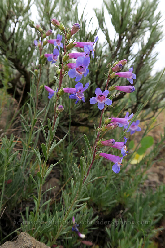 Gairdner's penstemon (Penstemon gairdneri var. gairdneri) [Forest Road 3010, Big Summit Prairie, Crook County, Oregon]