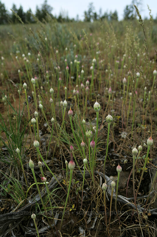 taper-tip onion, budding (Allium acuminatum) [Forest Road 3010, Big Summit Prairie, Crook County, Oregon]