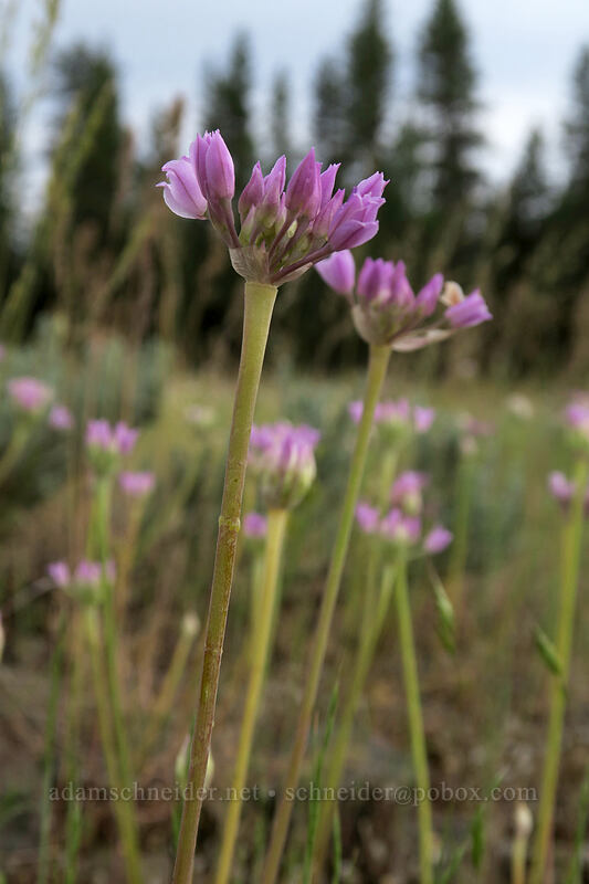 taper-tip onion flowers (Allium acuminatum) [Forest Road 2207, Big Summit Prairie, Crook County, Oregon]