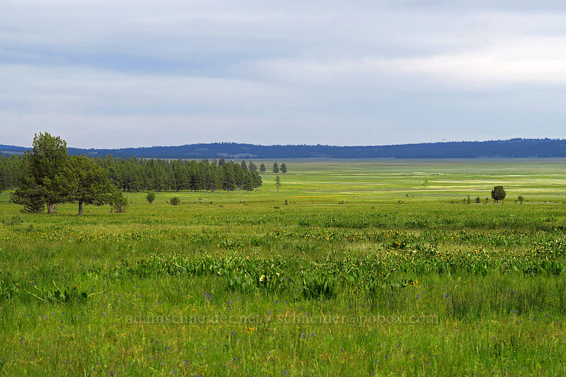 Big Summit Prairie [Forest Road 308, Big Summit Prairie, Crook County, Oregon]