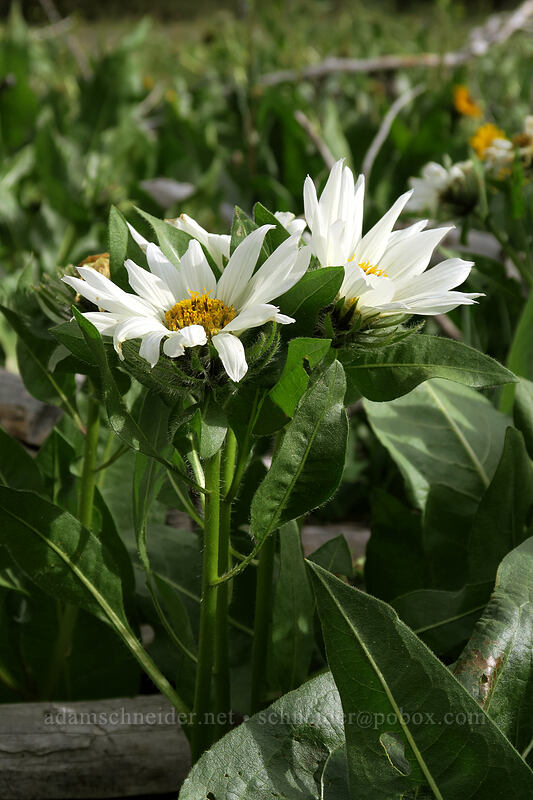 white mule's-ears (Wyethia helianthoides) [Forest Road 308, Big Summit Prairie, Crook County, Oregon]