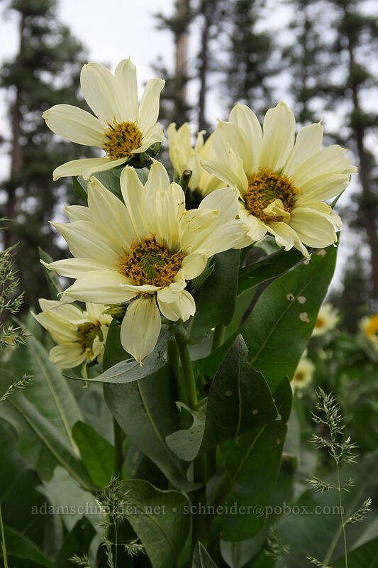 hybrid mule's-ears (Wyethia x cusickii (Wyethia amplexicaulis x helianthoides)) [Forest Road 22, Big Summit Prairie, Crook County, Oregon]