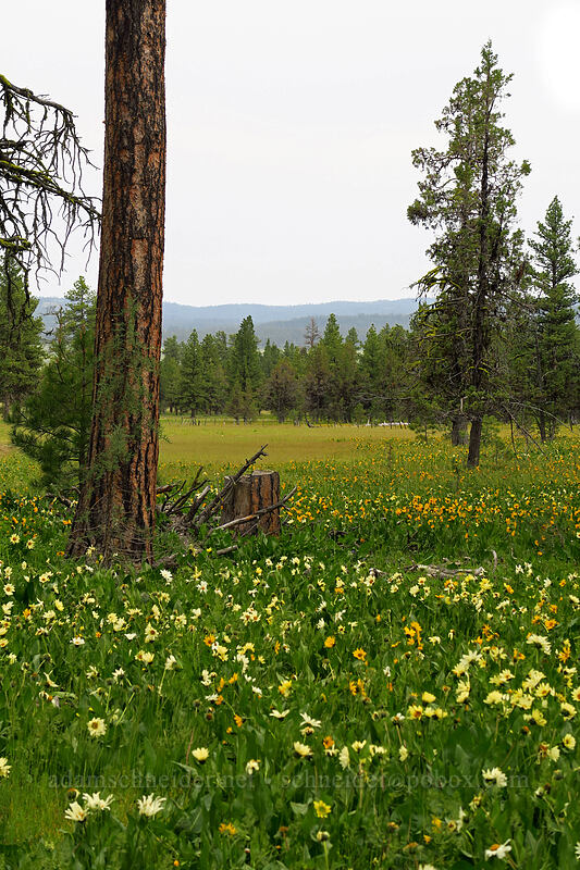 various colors of mule's-ears (Wyethia spp.) [Forest Road 22, Big Summit Prairie, Crook County, Oregon]