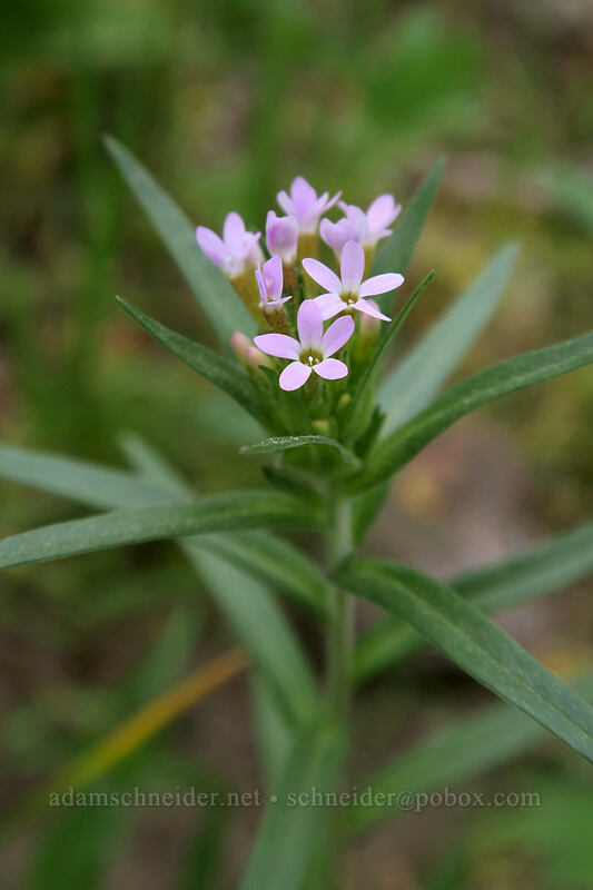 narrow-leaf collomia (Collomia linearis) [Forest Road 22, Big Summit Prairie, Crook County, Oregon]