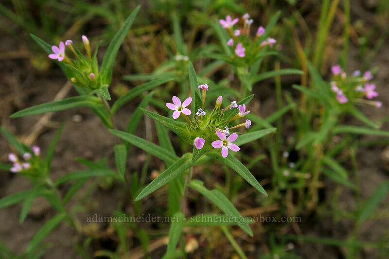 narrow-leaf collomia (Collomia linearis) [Forest Road 22, Big Summit Prairie, Crook County, Oregon]