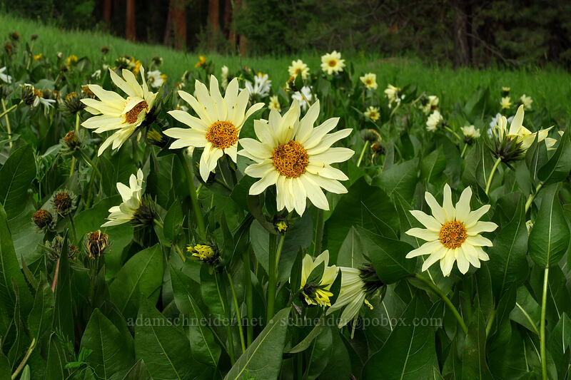 hybrid mule's-ears (Wyethia x cusickii (Wyethia amplexicaulis x helianthoides)) [Forest Road 22, Big Summit Prairie, Crook County, Oregon]