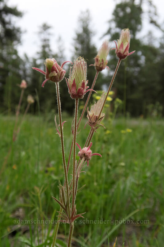 prairie smoke (Geum triflorum) [Forest Road 4210, Big Summit Prairie, Crook County, Oregon]