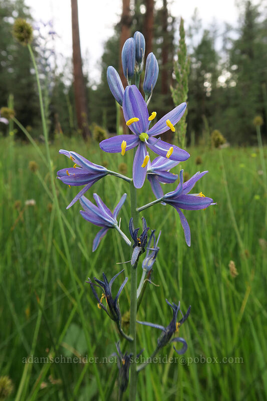 camas (Camassia quamash ssp. breviflora) [Forest Road 4210, Big Summit Prairie, Crook County, Oregon]