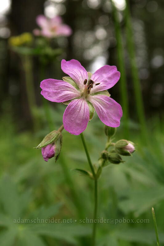 sticky purple geranium (Geranium viscosissimum) [Forest Road 4210, Big Summit Prairie, Crook County, Oregon]