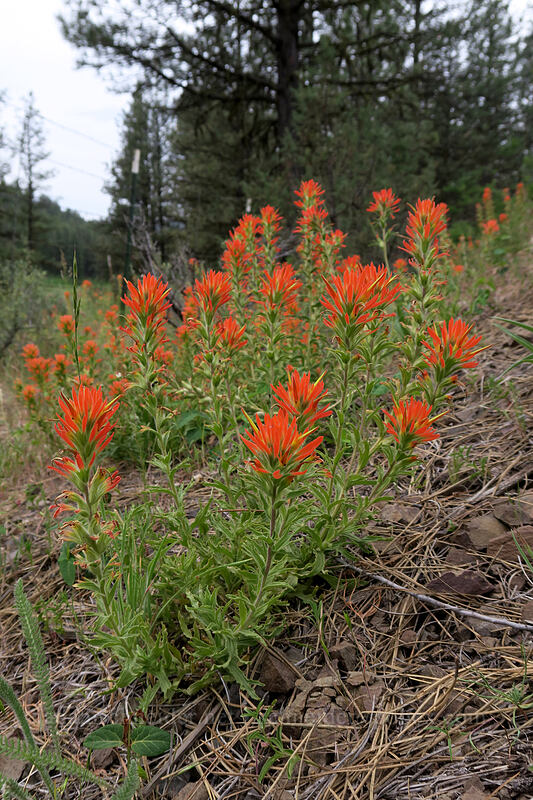 wavy-leaf paintbrush (Castilleja applegatei var. pinetorum) [Stein's Pillar Viewpoint, Ochoco National Forest, Crook County, Oregon]
