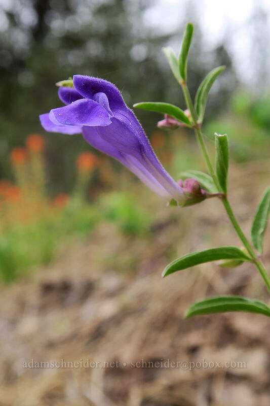 narrow-leaf skull-cap (Scutellaria angustifolia) [Stein's Pillar Viewpoint, Ochoco National Forest, Crook County, Oregon]