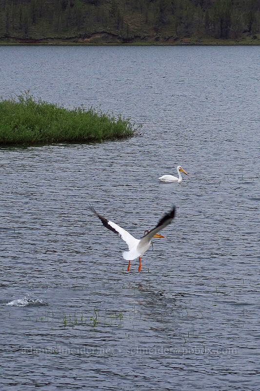 white pelicans (Pelecanus erythrorhynchos) [Ochoco Reservoir, Crook County, Oregon]
