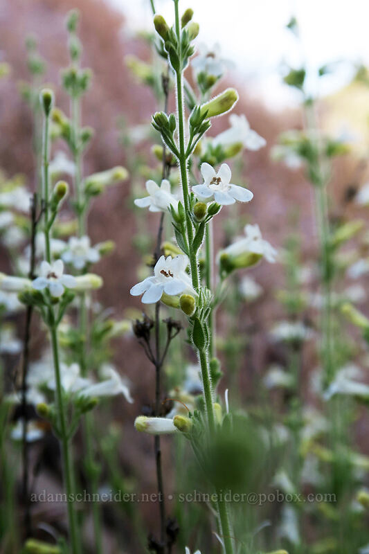 hot-rock penstemon (Penstemon deustus) [U.S. Highway 97, Wasco County, Oregon]