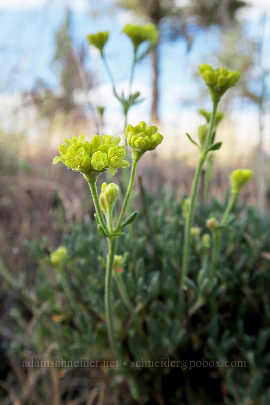 rock buckwheat (Eriogonum sphaerocephalum) [Cow Canyon Rest Area, Wasco County, Oregon]