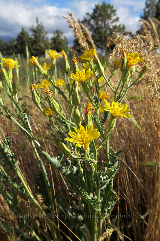 gray hawksbeard (Crepis intermedia) [Cow Canyon Rest Area, Wasco County, Oregon]
