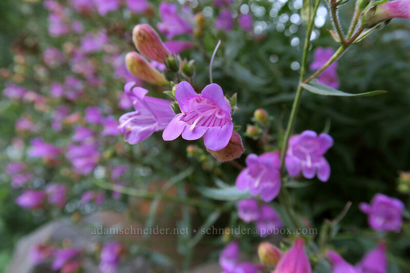cut-leaf penstemon (Penstemon richardsonii) [Deschutes River Access Road, Wasco County, Oregon]