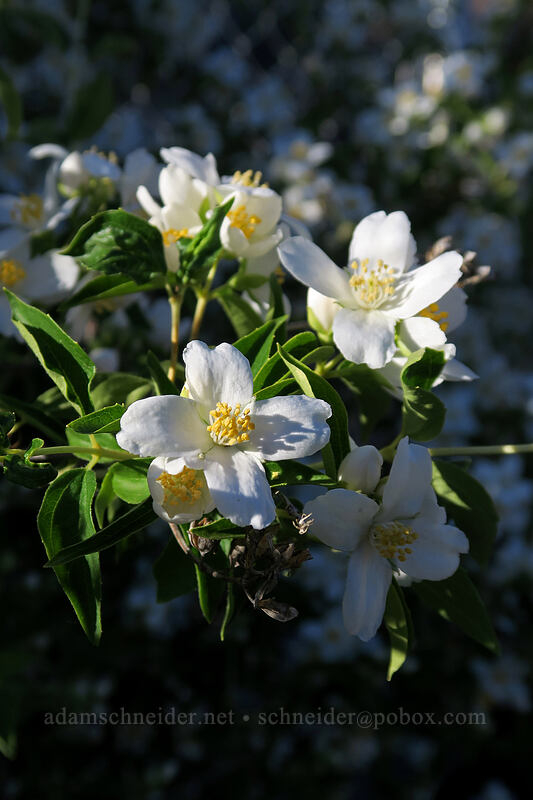 Lewis' mock-orange (Philadelphus lewisii) [White River Falls State Park, Wasco County, Oregon]