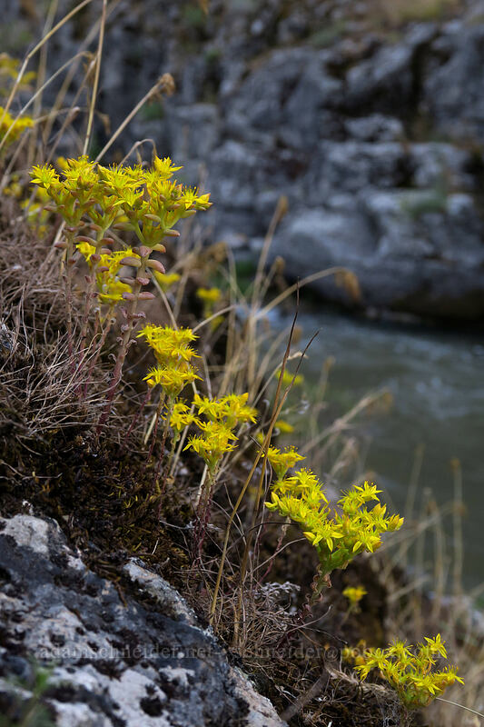 Leiberg's stonecrop (Sedum leibergii) [White River Falls State Park, Wasco County, Oregon]