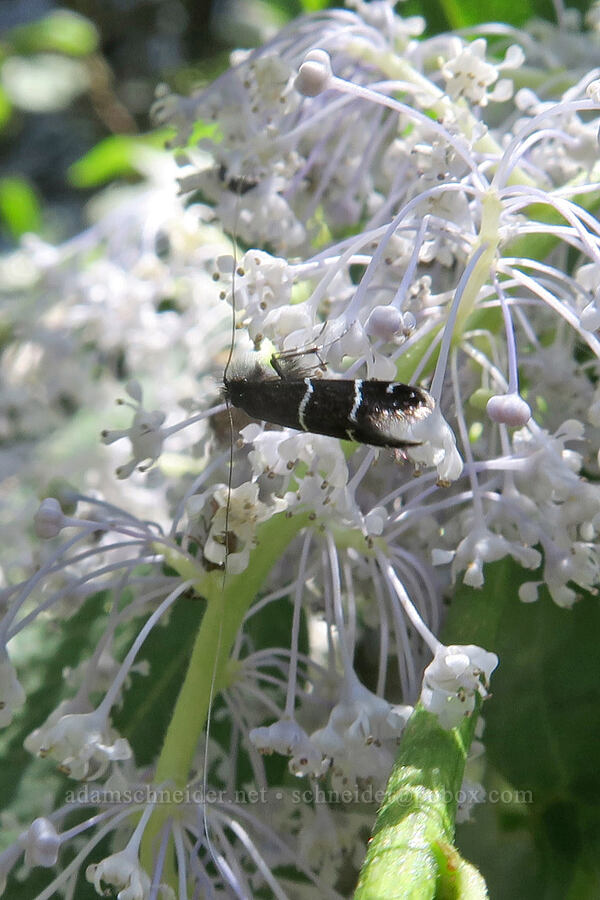 fairy moth on deer brush (Adela trigrapha, Ceanothus integerrimus) [Augspurger Trail, Gifford Pinchot National Forest, Skamania County, Washington]