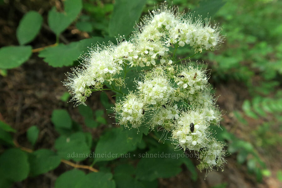 white spirea (Spiraea lucida (Spiraea betulifolia var. lucida)) [Augspurger Trail, Gifford Pinchot National Forest, Skamania County, Washington]