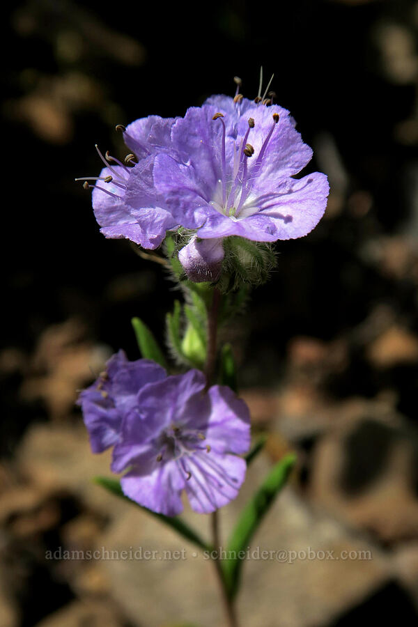 thread-leaf phacelia (Phacelia linearis) [Augspurger Trail, Gifford Pinchot National Forest, Skamania County, Washington]