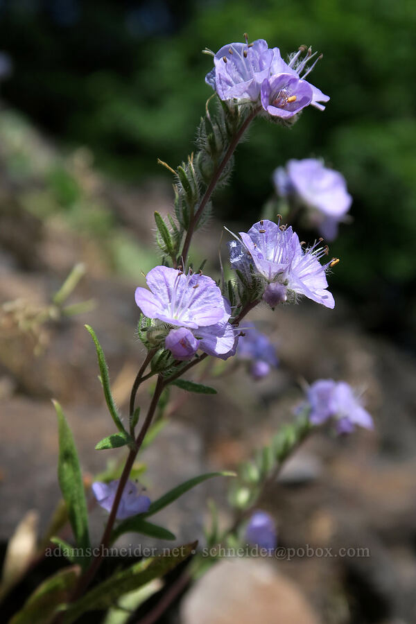 thread-leaf phacelia (Phacelia linearis) [Augspurger Trail, Gifford Pinchot National Forest, Skamania County, Washington]