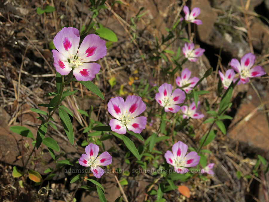 clarkia (farewell-to-spring) (Clarkia amoena) [Augspurger Trail, Gifford Pinchot National Forest, Skamania County, Washington]