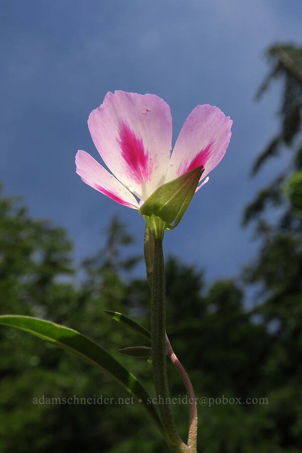 clarkia (farewell-to-spring) (Clarkia amoena) [Augspurger Trail, Gifford Pinchot National Forest, Skamania County, Washington]