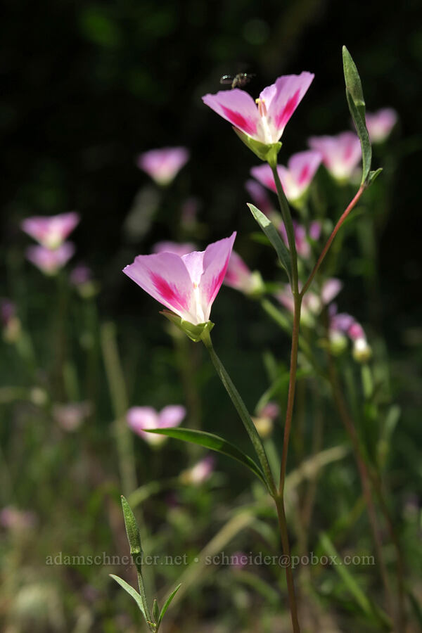 clarkia (farewell-to-spring) (Clarkia amoena) [Augspurger Trail, Gifford Pinchot National Forest, Skamania County, Washington]