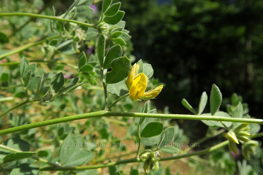 Nevada deer-vetch (Acmispon nevadensis (Lotus nevadensis var douglasii)) [Augspurger Trail, Gifford Pinchot National Forest, Skamania County, Washington]