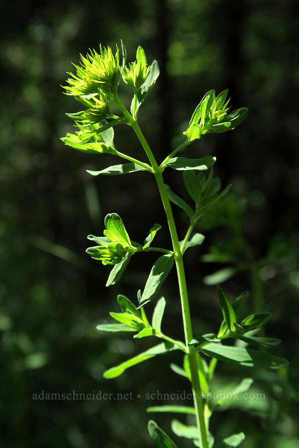 common St. John's wort, budding (Hypericum perforatum) [Augspurger Trail, Gifford Pinchot National Forest, Skamania County, Washington]