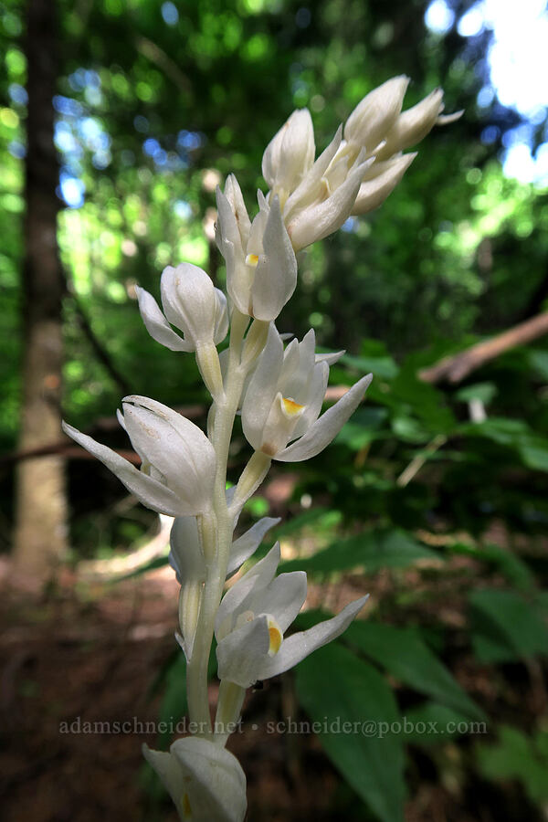 phantom orchid (Cephalanthera austiniae (Eburophyton austiniae)) [Dog Mountain Trail, Gifford Pinchot National Forest, Skamania County, Washington]