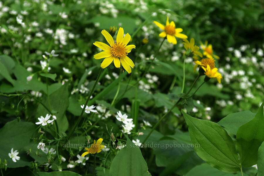 arnica & candyflower (Arnica cordifolia, Claytonia sibirica (Montia sibirica)) [Dog Mountain Trail, Gifford Pinchot National Forest, Skamania County, Washington]