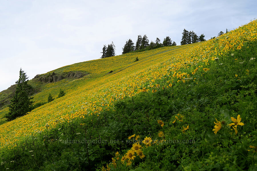 balsamroot (Balsamorhiza sp.) [Dog Mountain Trail, Gifford Pinchot National Forest, Skamania County, Washington]