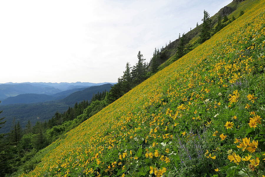 balsamroot (Balsamorhiza sp.) [Dog Mountain Trail, Gifford Pinchot National Forest, Skamania County, Washington]