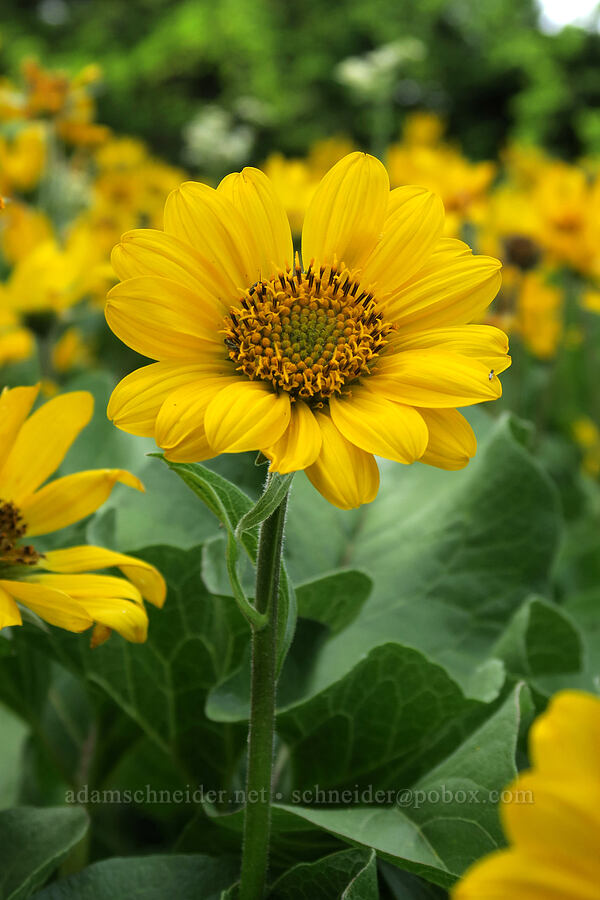 balsamroot (Balsamorhiza sp.) [Dog Mountain Trail, Gifford Pinchot National Forest, Skamania County, Washington]