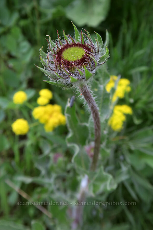 blanketflower, budding (Gaillardia aristata) [Dog Mountain Trail, Gifford Pinchot National Forest, Skamania County, Washington]