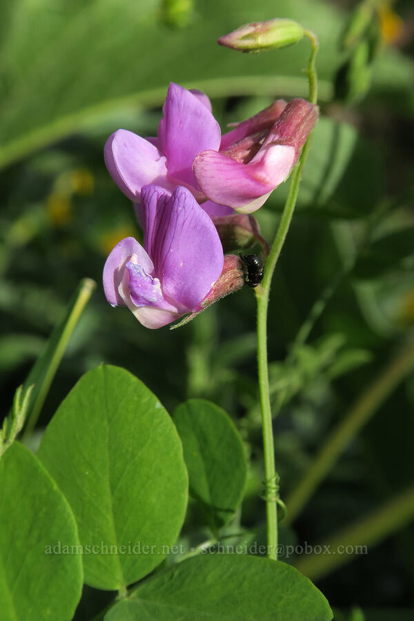 leafy pea-vine (Lathyrus polyphyllus) [Dog Mountain Trail, Gifford Pinchot National Forest, Skamania County, Washington]