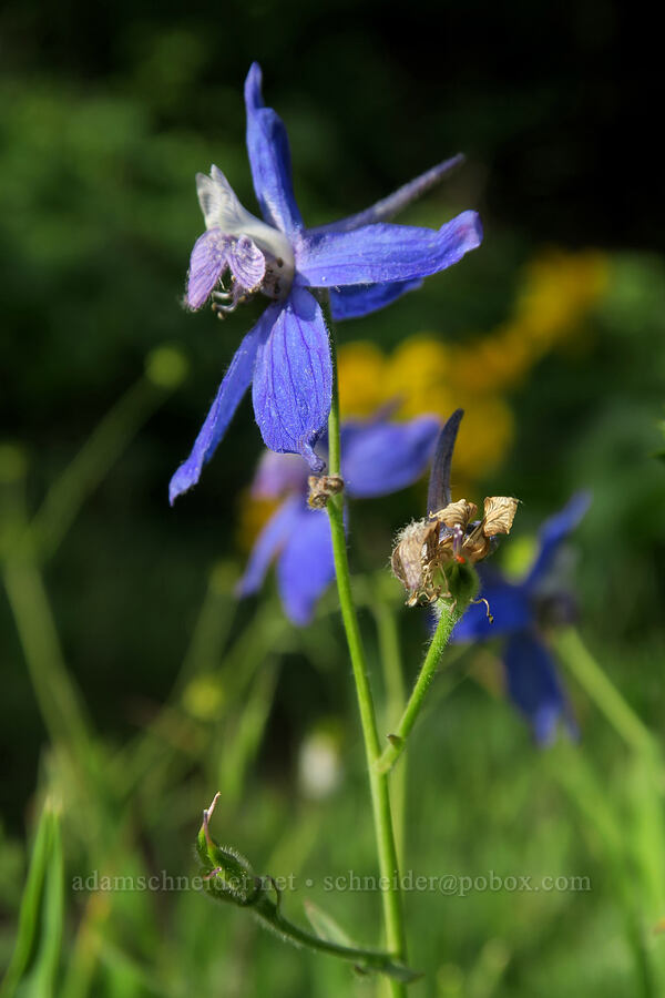 larkspur (Delphinium nuttallianum) [Dog Mountain Trail, Gifford Pinchot National Forest, Skamania County, Washington]