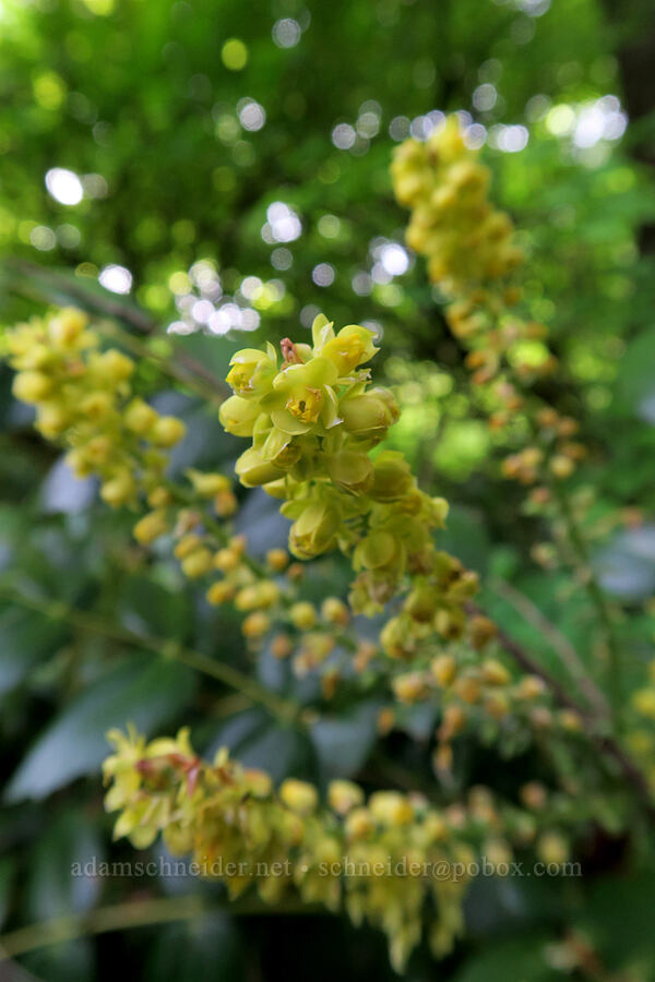 Cascade Oregon-grape (Mahonia nervosa (Berberis nervosa)) [Dog Mountain Trail, Gifford Pinchot National Forest, Skamania County, Washington]
