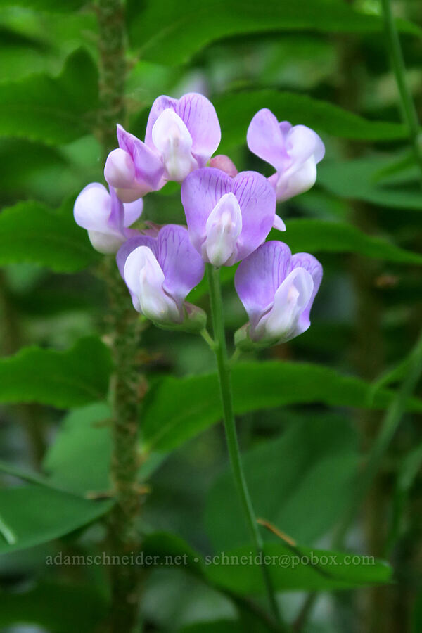 Sierra pea-vine (Lathyrus nevadensis) [Dog Mountain Trail, Gifford Pinchot National Forest, Skamania County, Washington]