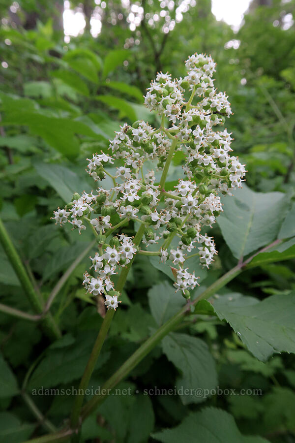 red elderberry flowers (Sambucus racemosa var. arborescens) [Dog Mountain Trail, Gifford Pinchot National Forest, Skamania County, Washington]