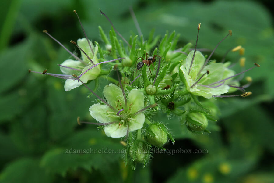 Pacific waterleaf (Hydrophyllum tenuipes) [Dog Mountain Trail, Gifford Pinchot National Forest, Skamania County, Washington]